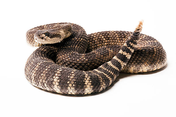 POLAINAS VIBORERAS